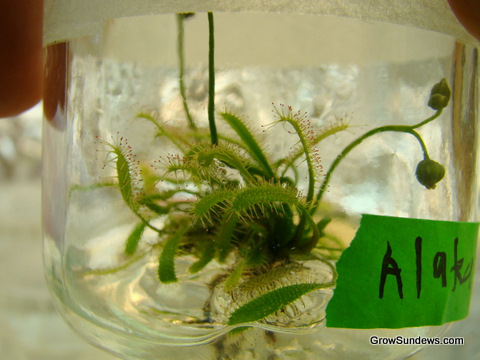 Anglica_Alakai_Swamp_tissue_culture_post.JPG