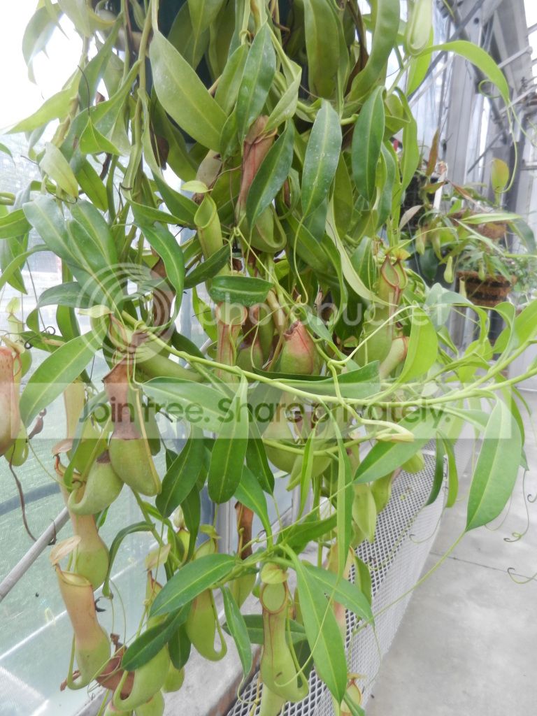 UNCCGreenhouse010.jpg