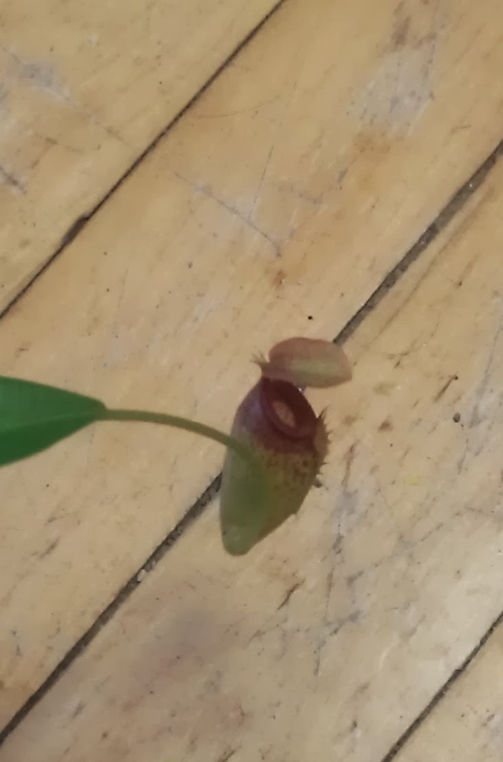 IMAG0303.jpg