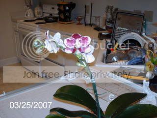 harlequinphalaenopsis003.jpg