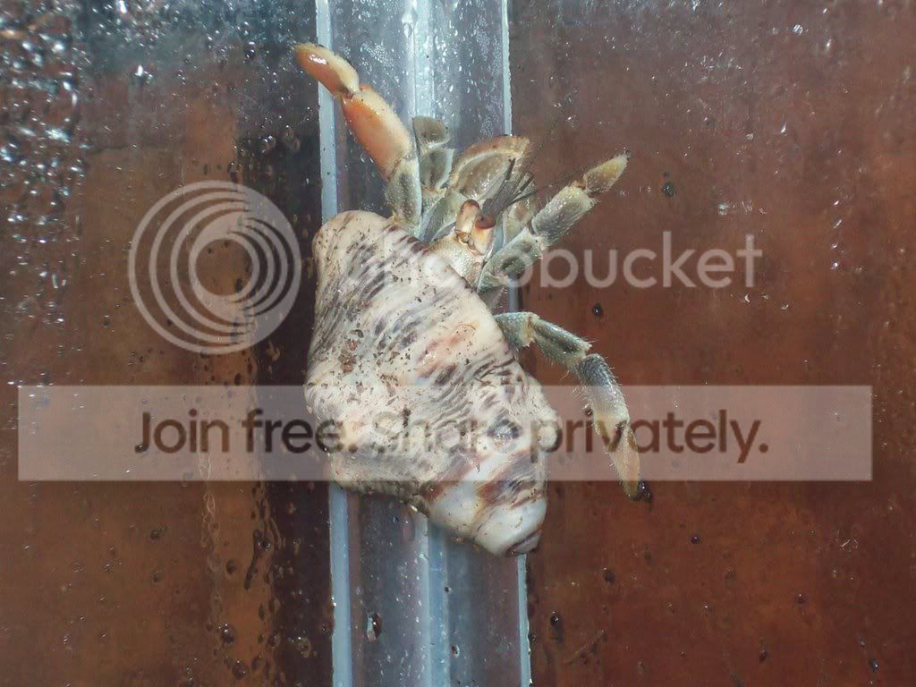 hermitcrabs047.jpg