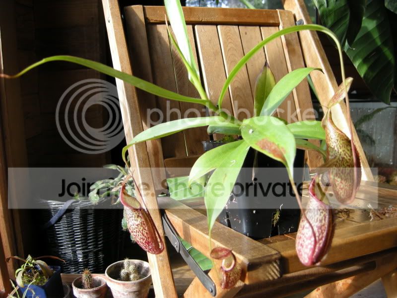 DSCN5538.jpg