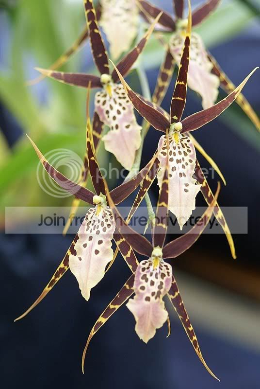 orchids-027.jpg