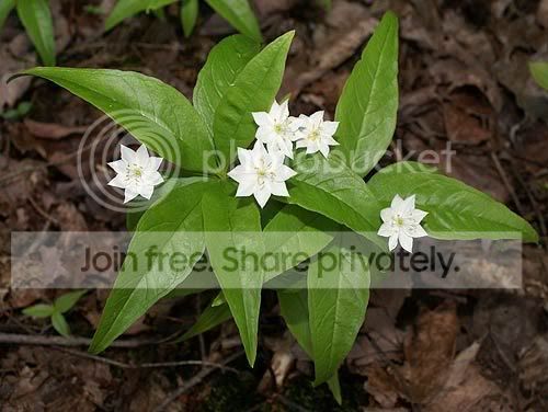 Picture-7275flower.jpg