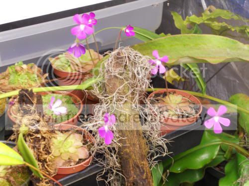 ping-flowers_3-24-12.jpg