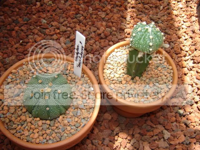 Greenhouse019-1.jpg