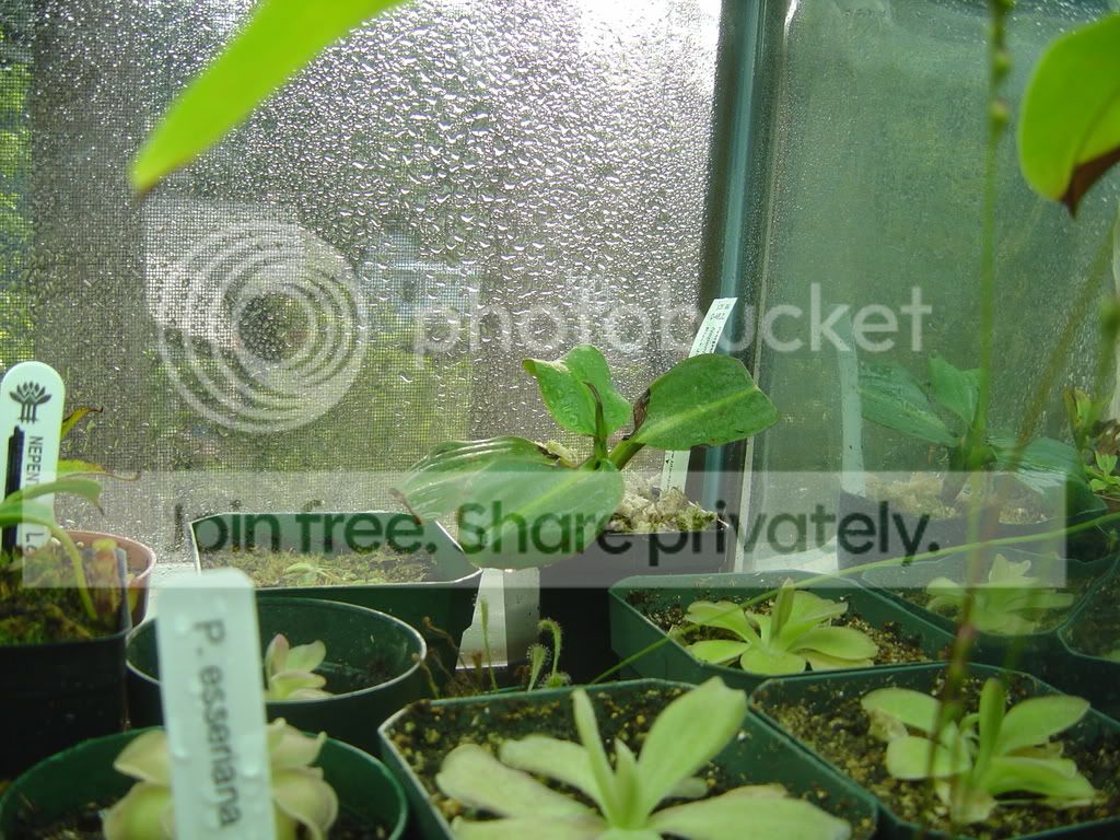 Terrariumupdateforhighlandneps002.jpg