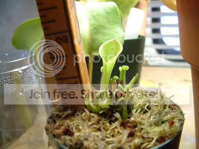 Heliamphora002.jpg
