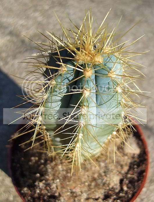 CactusF.jpg
