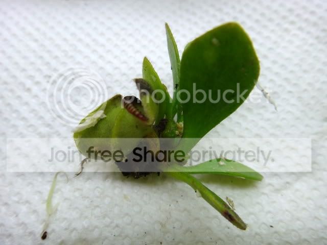 cephalotus_rhizome_cutting4.jpg