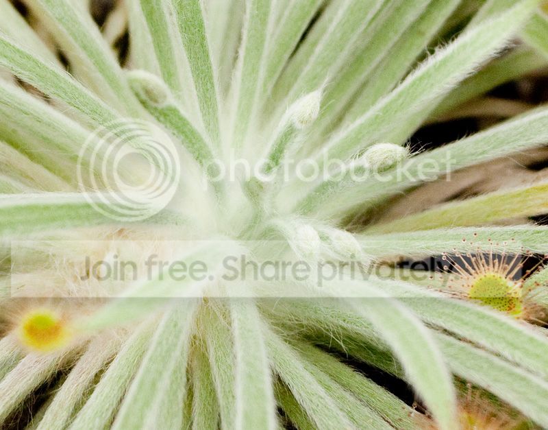 ordensis-x-petiolaris-fuzzy.jpg