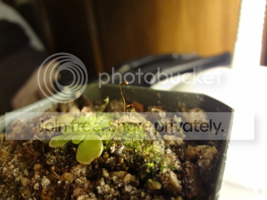 2413-11SecondBud4_zps85fa07de.jpg