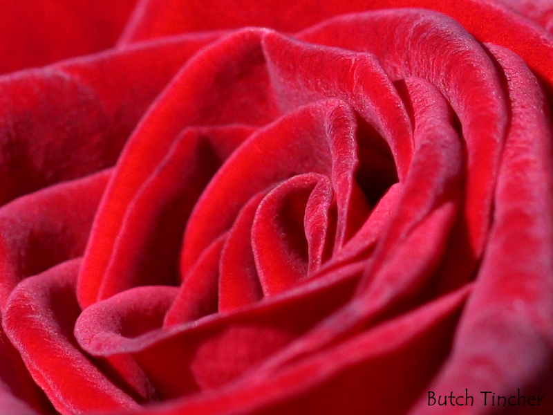 rose.jpg