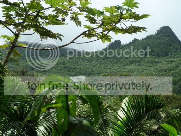 elYunque-jaggedmtnsRS.jpg