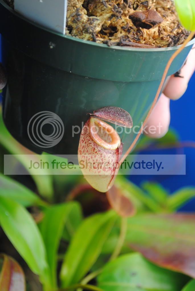 December272011Carnivores026.jpg