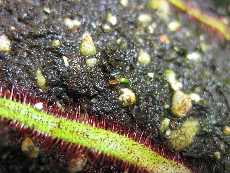 Sarracenia%20rosea%2001%20T+1%20small.jpg
