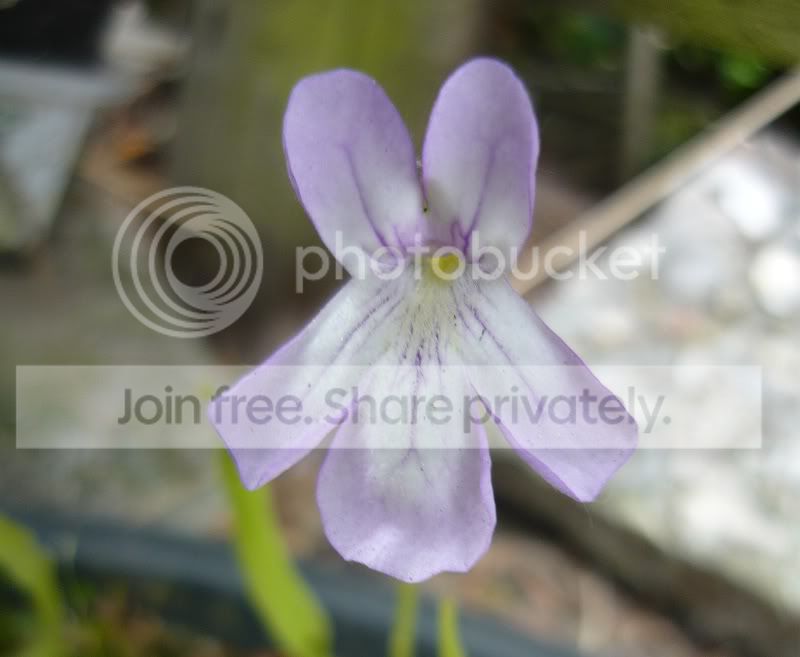 Ping_vallisneriifolia_lightblue.jpg