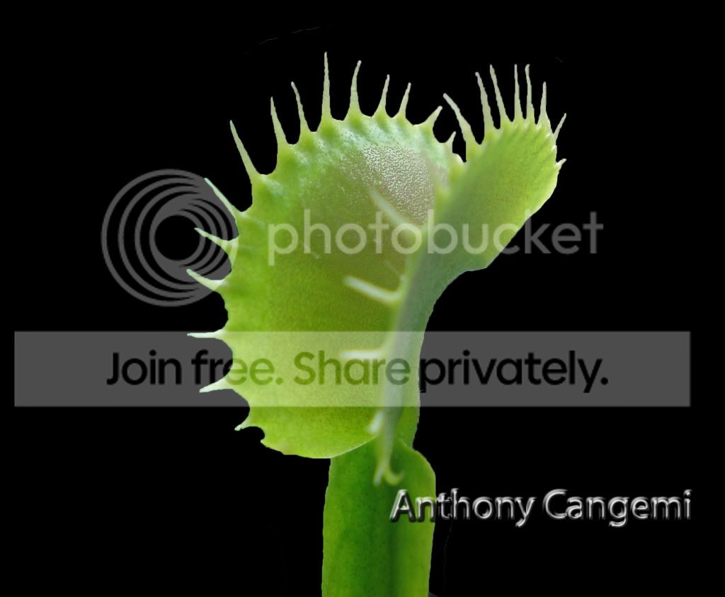DenteBlackBackgroundWatermark.jpg