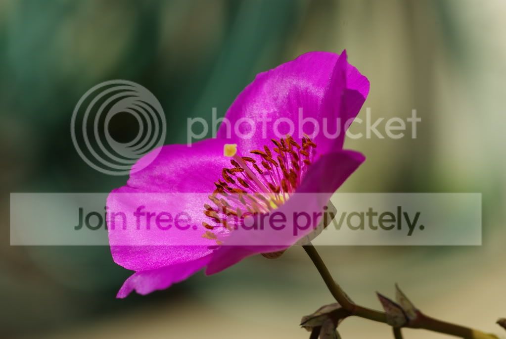 IMGP5204.jpg