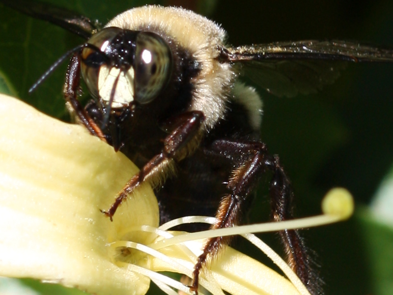 bee100crop.jpg