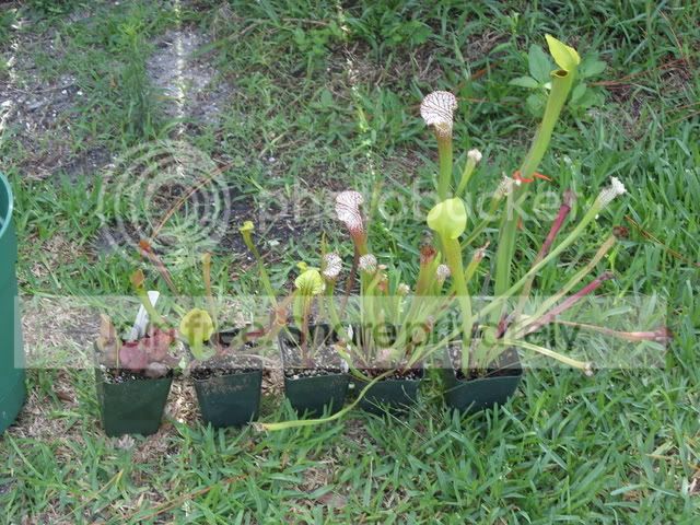 SN851792.jpg