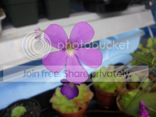 Ppiroette_4-22-12.jpg