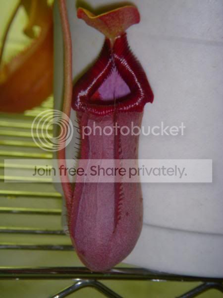 DSCN3458.jpg