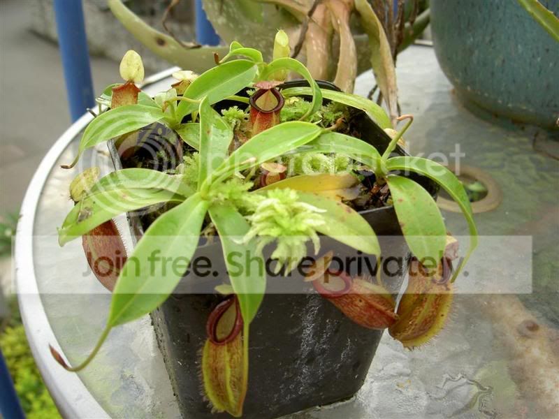 Nepenthestentaculataxtalangensis-1.jpg
