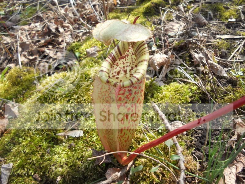 Nburbidgeae_3-17-12.jpg