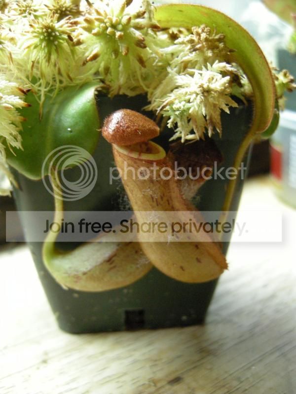 DSCN7590.jpg