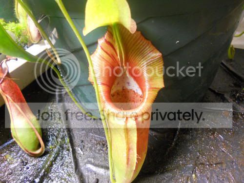 Novata_6-15-11.jpg