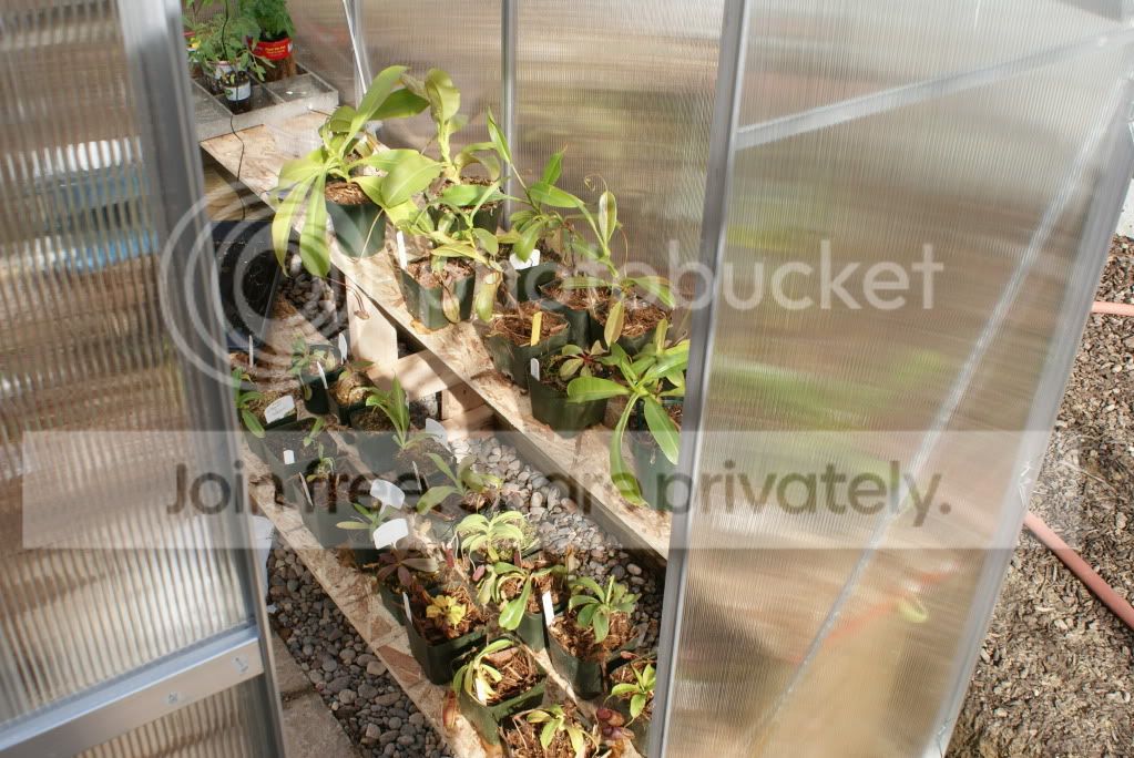 nepenthes1001.jpg