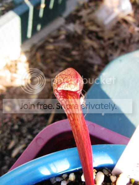parrotandspider.jpg