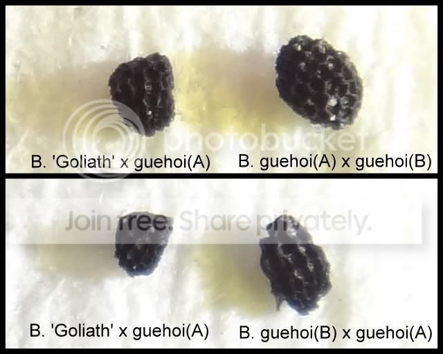byblis_hybrid_guehoi_seeds.jpg