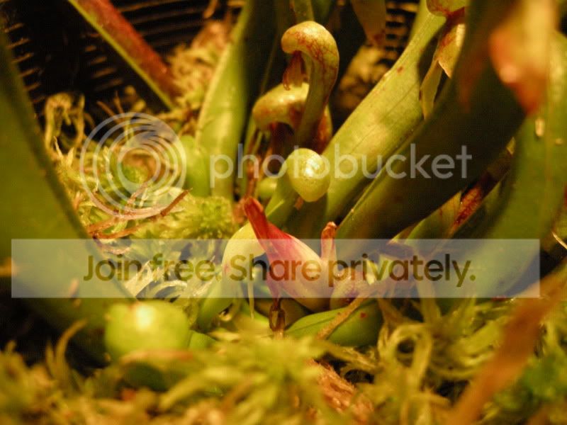 DSCN5711.jpg