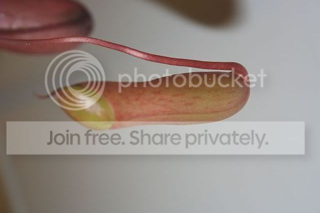 Ventricosa1.jpg