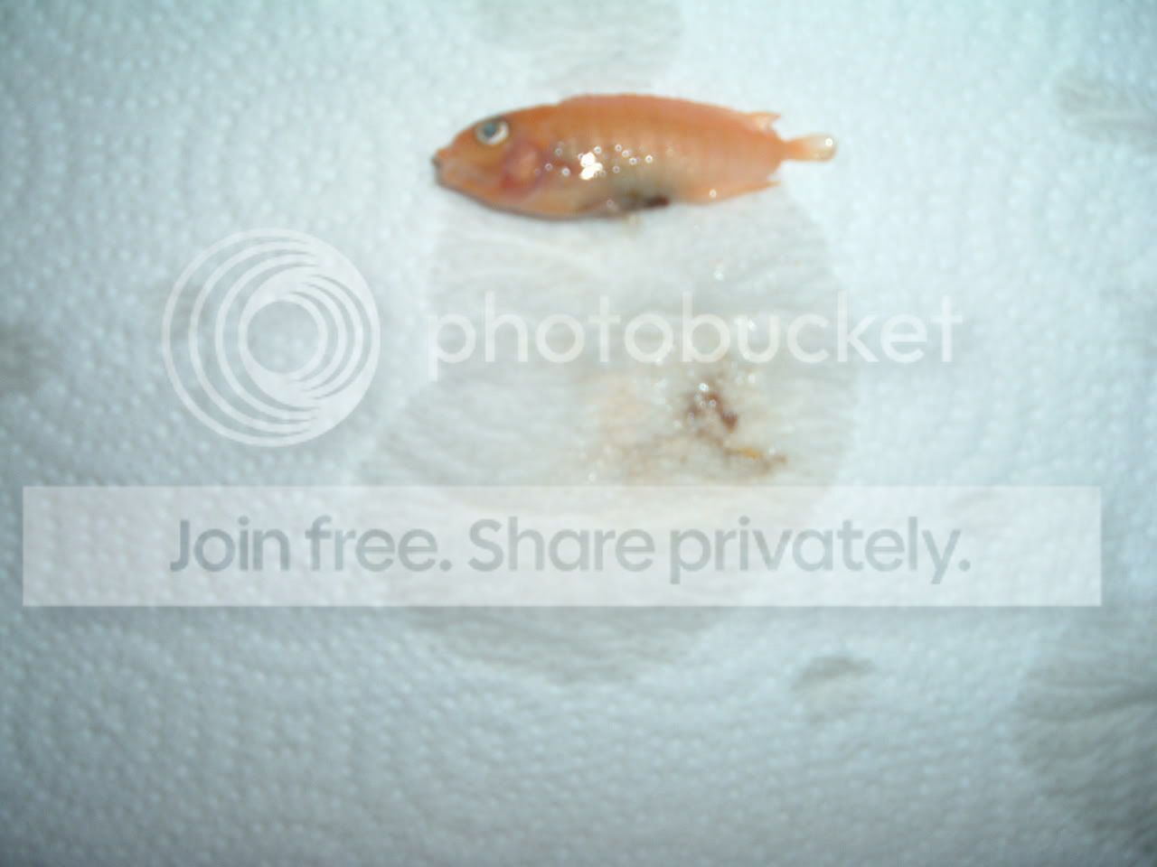 fishdeath9.jpg