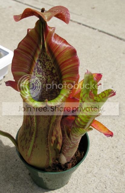 N-ventricosa-x-boschiana-EP.jpg