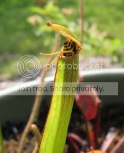 rubrawasp.jpg