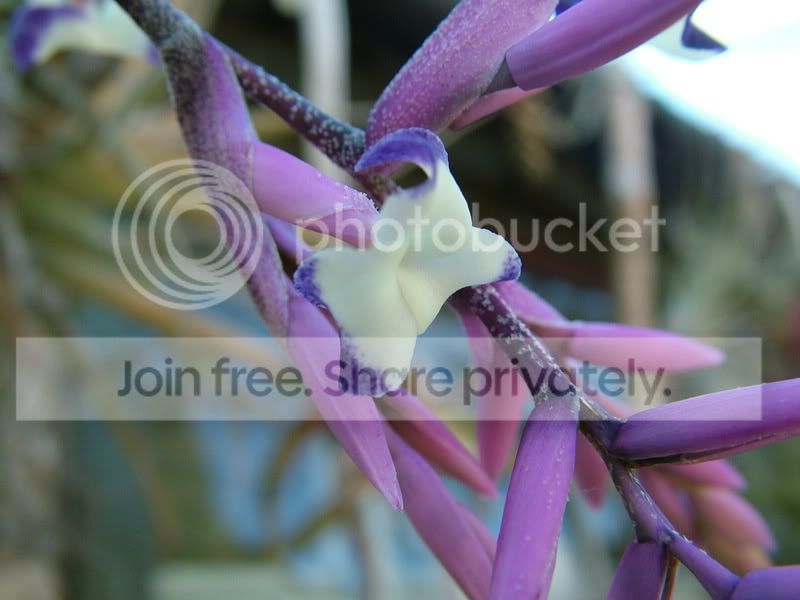 plants_etc031.jpg