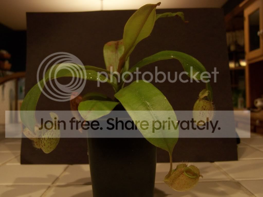 plants006-1.jpg