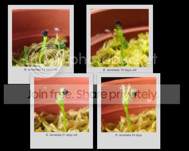 byblis_lamellata_seedling2.jpg