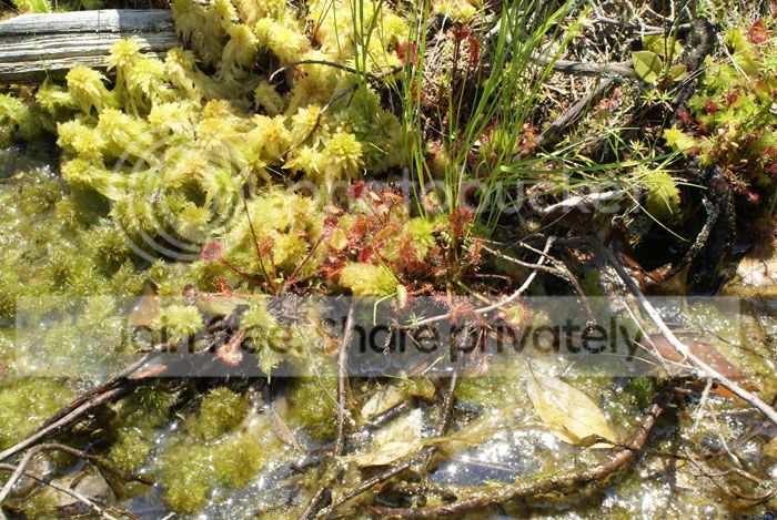Pine-Barrens-09-149.jpg