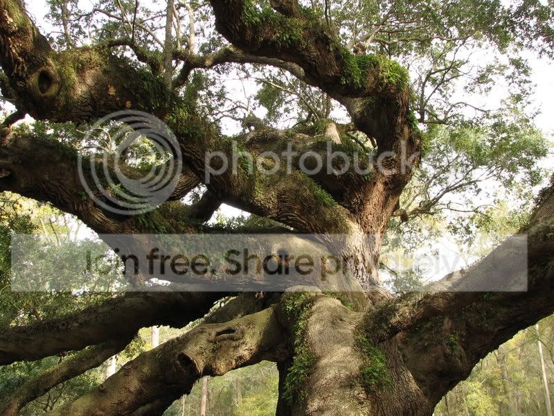 sc_oak_018.jpg