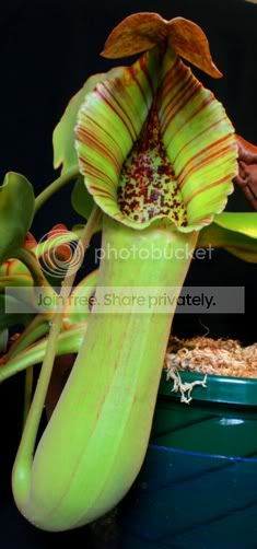 truncata3-2.jpg