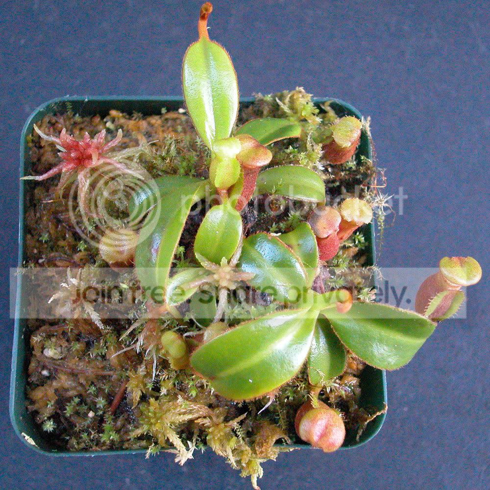 N-macrophylla2.jpg