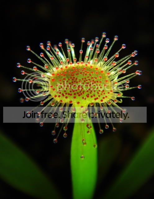 sundew_lamina2.jpg