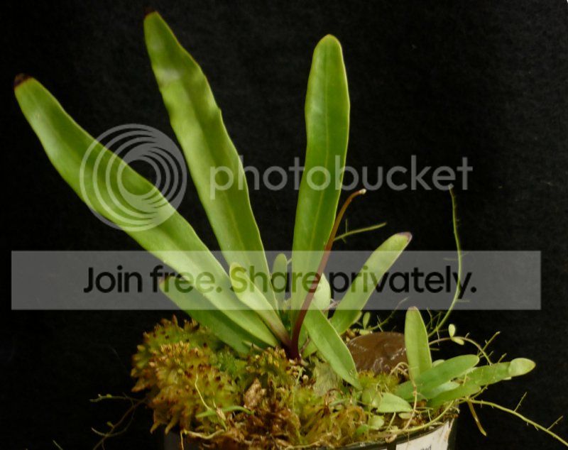 Ulongifoliastalk111512RS.jpg