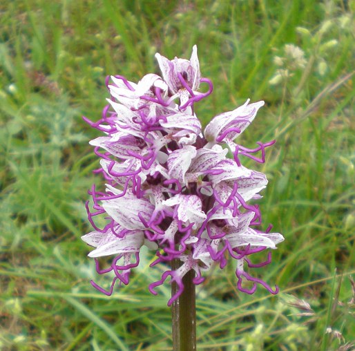 simia0.JPG
