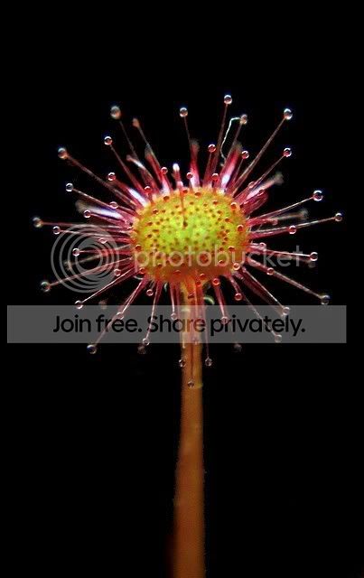 sundew_lamina4.jpg